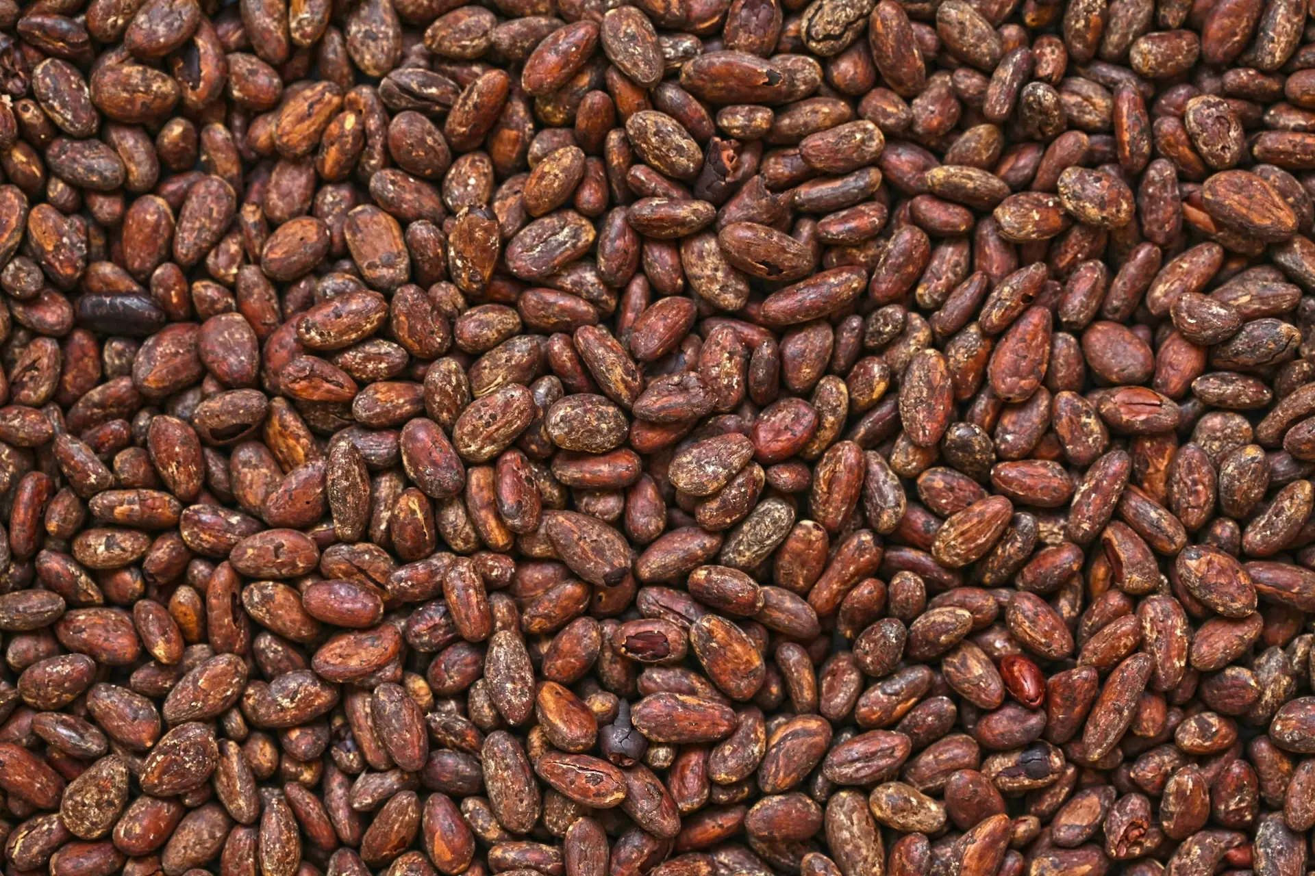 Foto zeigt eine Fläche von Kakaobohnen von oben. 