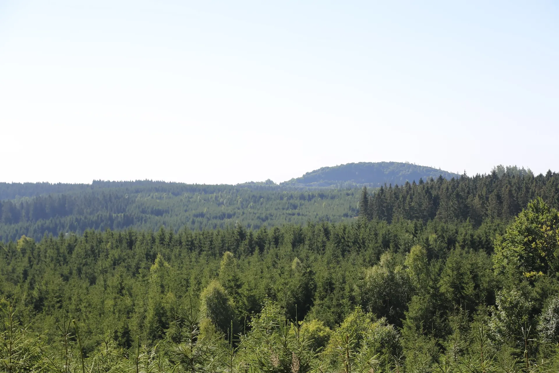 Das Bild zeigt ein Waldstück in Thüringen aus der Luftperspektive. Es handelt sich um das Waldumbau-Projekt Schlegel, bei dem ein Wald von einer Monokultur in einen Mischwald umgebaut wird.