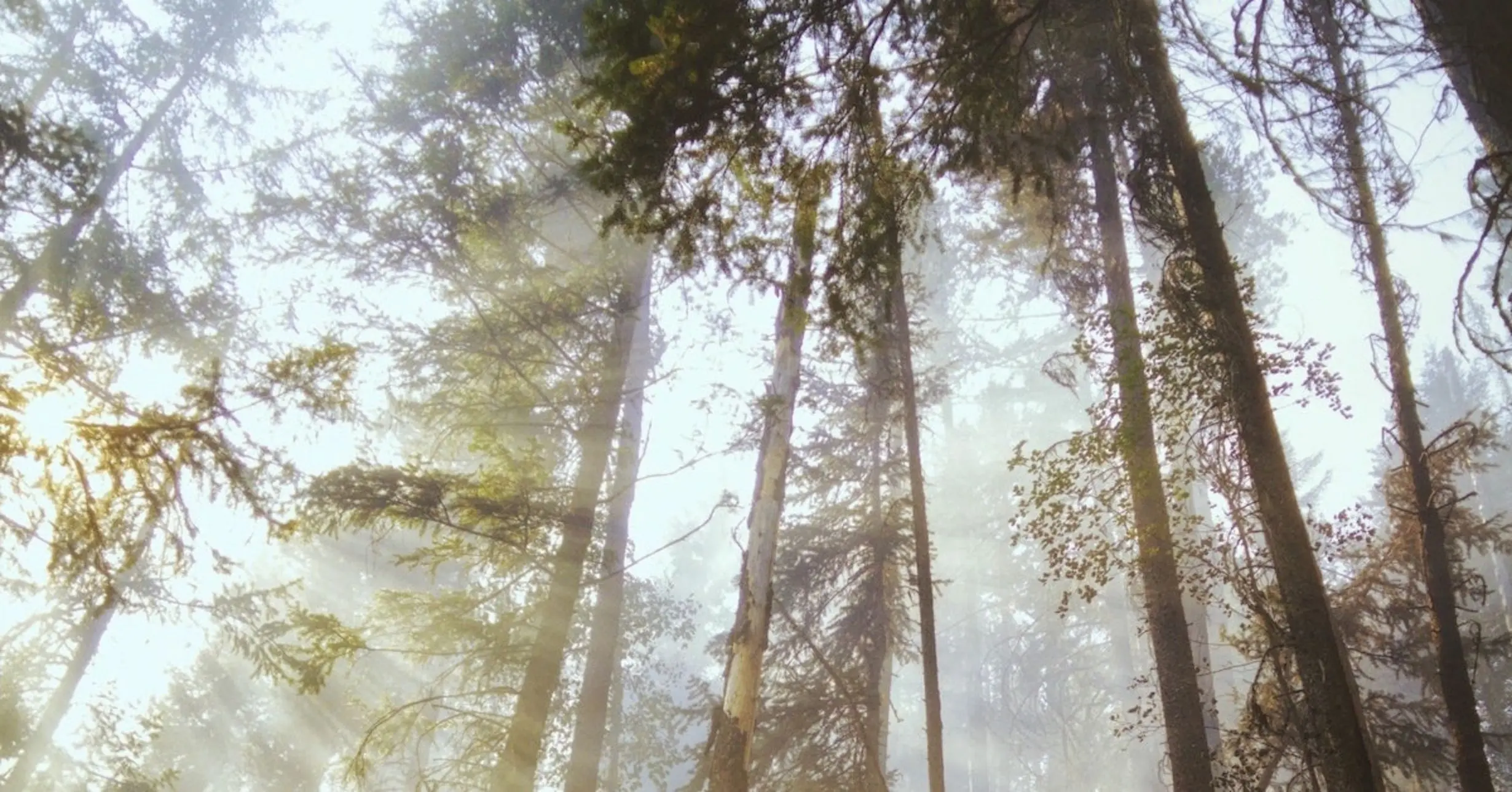 Wald mit nebel