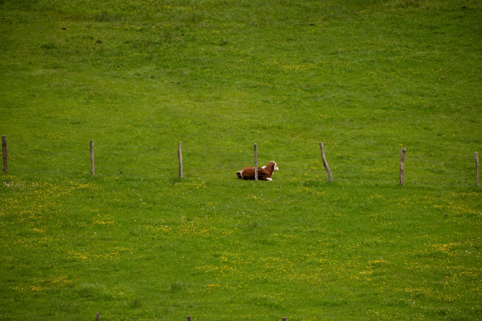 Eine Kuh ruht sich auf der Weide aus.